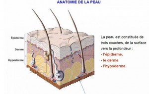 Anatomie de la peau