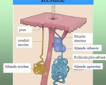 Sudoripare apocrine