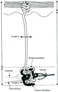 Sudoripare éccrine