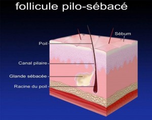 Follicule pilo-sébacé