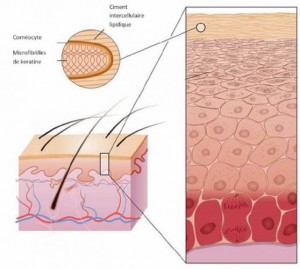 Lipide dans la peau