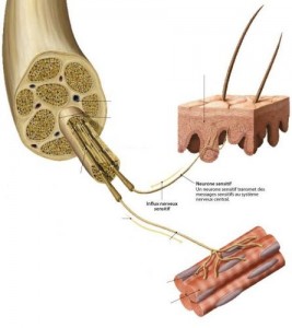 Nerfs sensitifs