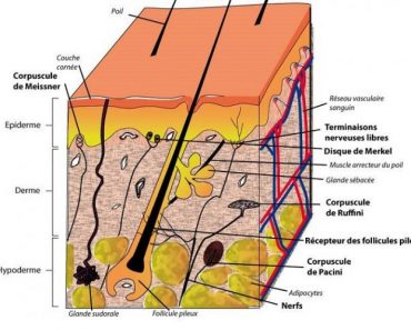 Biologie de la peau