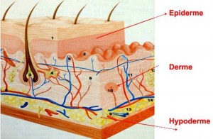 Structure de la peau