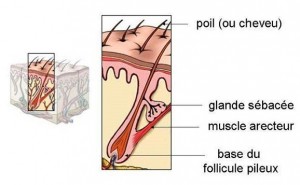 Glandes sébacées