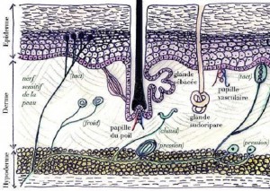 Structure de la peau