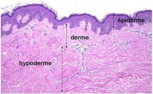 Structure de la peau