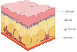 Structure de la peau